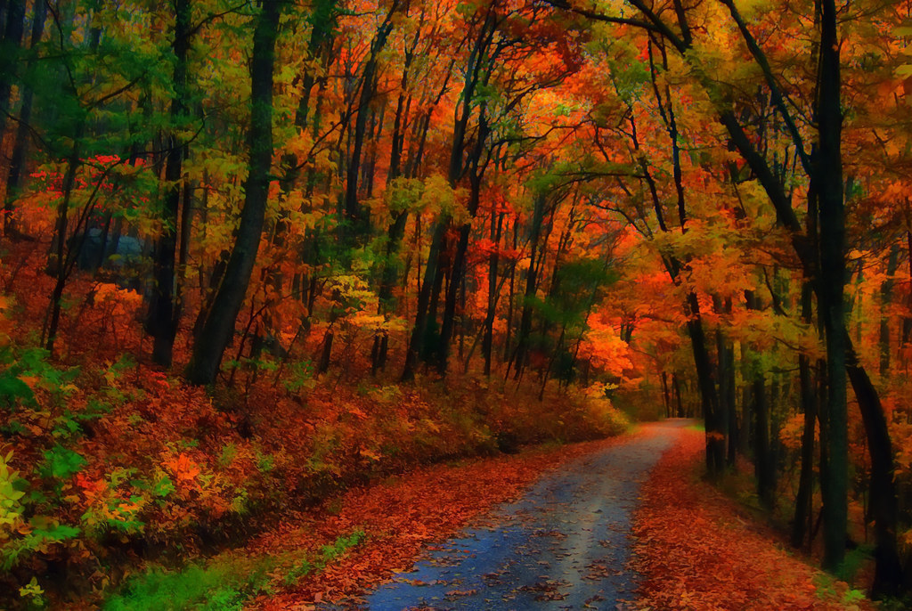 National Forest in the fall