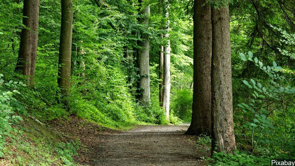 Hiking trails of National Forest